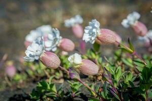 flores e plantas do Islândia Silene uniflora, comumente conhecido Como mar campião, parte do a Rosa família cariofiláceas, uma herbáceo perene plantar. foto