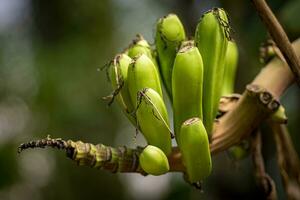 fechar-se tiro do pequeno crescendo banana em a ramo do uma banana árvore foto