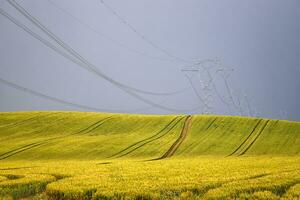 Alto Voltagem elétrico pólo e transmissão linhas sobre dourado trigo campo com estrada foto