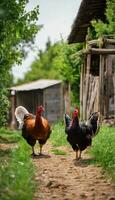 ai gerado emplumado amigos brincadeira uma encantador conto a partir de a frango Fazenda foto