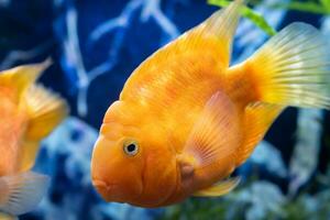 laranja papagaio peixe dentro a aquário. vermelho papagaio ciclídeo. aquário peixe. foto