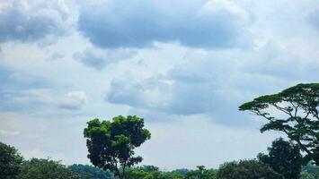 uma campo com árvores e uma céu com nuvens foto