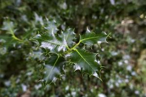 folhas de azevinho em uma floresta foto