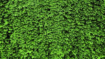 folhas de uma planta ondulam na parede. fundo de folha verde foto