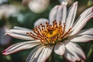 ai gerado uma fechar acima do uma branco flor com amarelo Centro foto