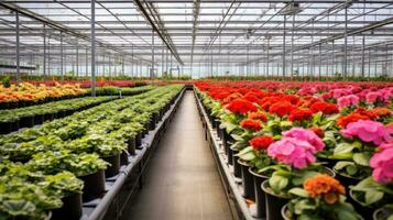 ai gerado a imagem do uma limpar, moderno estufa preenchidas com linhas do em vaso plantas e flores foto