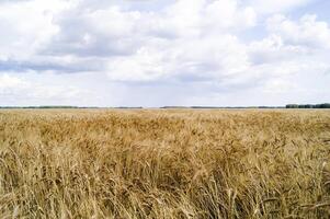 paisagem de verão com campo de trigo e nuvens