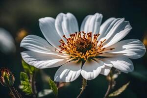 ai gerado uma branco flor com amarelo Centro foto