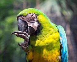 alimentando-se do núcleo do papagaio na natureza. foto