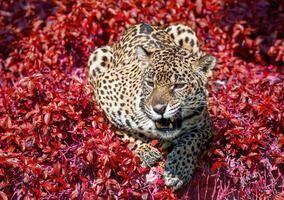 o jaguar se agachou na natureza selvagem.