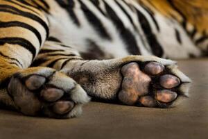 pé de tigre asiático está dormindo. foto