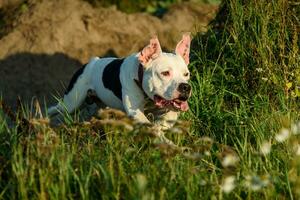 branco Cova touro terrier dentro natureza. cachorro dentro a Prado foto