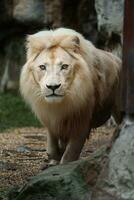 retrato do africano leão dentro jardim zoológico foto