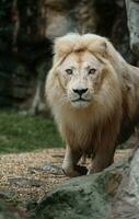 retrato do africano leão dentro jardim zoológico foto