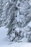 após a queda de neve. últimas luzes do crepúsculo em sappada. magia das dolomitas foto