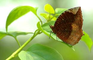 lindo borboleta em flor, lindo borboleta, borboleta fotografia foto