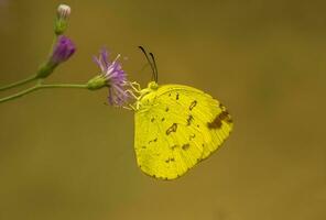 lindo borboleta em flor, lindo borboleta, borboleta fotografia foto