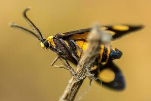 lindo borboleta em flor, lindo borboleta, borboleta fotografia foto