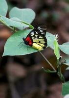 monarca, lindo borboleta fotografia, lindo borboleta em flor, macro fotografia, livre foto