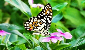 monarca, lindo borboleta fotografia, lindo borboleta em flor, macro fotografia, livre foto