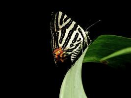 monarca, lindo borboleta fotografia, lindo borboleta em flor, macro fotografia, livre foto