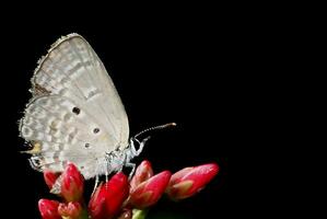 monarca, lindo borboleta fotografia, lindo borboleta em flor, macro fotografia, livre foto