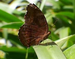 monarca, lindo borboleta fotografia, lindo borboleta em flor, macro fotografia, livre foto