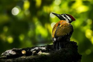 pássaro fotografia, pássaro fotos, a maioria lindo pássaro fotografia, natureza fotografia foto