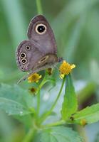 monarca, lindo borboleta fotografia, lindo borboleta em flor, macro fotografia, livre foto