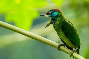 pássaro fotografia, pássaro fotos, a maioria lindo pássaro fotografia, natureza fotografia foto