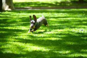 adorável dachshund cachorro jogando dentro a parque foto