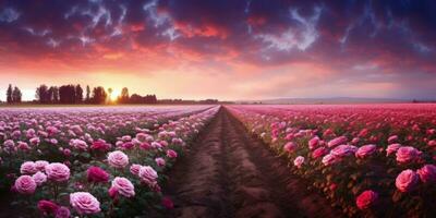 ai gerado rosa campo dentro a nascer do sol manhã com lindo céu foto