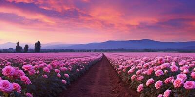 ai gerado rosa campo dentro a nascer do sol manhã com lindo céu foto