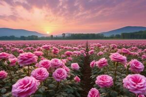 ai gerado rosa campo dentro a nascer do sol manhã com lindo céu foto