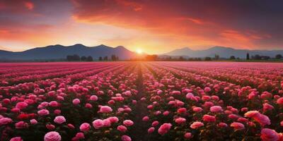 ai gerado rosa campo dentro a nascer do sol manhã com lindo céu foto