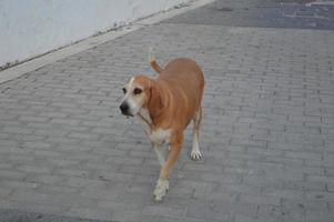 o cachorro caminha ao longo da estrada de paralelepípedos da vila foto