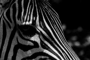 retrato do uma zebra subgênero hipotigris foto