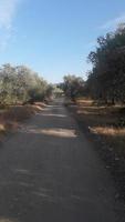 rua na ilha de rhodes na grécia foto