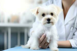 ai gerado branco pequeno maltipoo cachorro ser examinado de uma veterinário. cachorro aliciamento e Cuidado. ai gerado foto