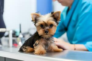 ai gerado pequeno yorkshire terrier cachorro examinado de veterinário. cachorro aliciamento e Cuidado. ai gerado foto