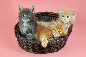 três gatinhos maine coon na cesta foto