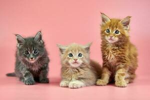 gatinho maine coon foto