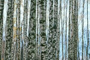floresta densa de bétula foto