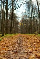 trilha da floresta de outono com folhas caídas foto