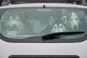 cachorro husky no carro foto