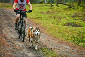 corrida de mushing de cães de trenó bikejoring foto