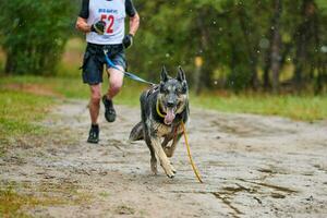 corrida de mushing de cães canicross foto