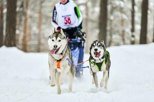 corrida de cães de trenó husky foto