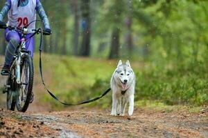 corrida de mushing de cães de trenó bikejoring foto