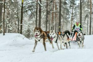 corrida de cães de trenó husky siberiano foto